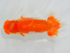 埼玉らんちう会　研究会　西大関　山中静郎