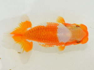 埼玉らんちう会　研究会　立行司　馬場明栄