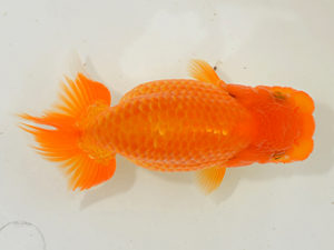 埼玉らんちう会　研究会　取締一　國分賢一