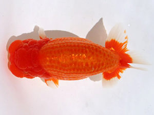 讃岐らんちゅう愛好会　東大関　中島健一郎（岡山）