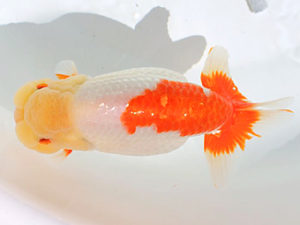 讃岐らんちゅう愛好会　西大関　谷澤清隆（香川）