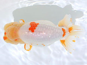 讃岐らんちゅう愛好会　立行司　田中　勉（香川）