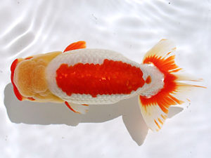 讃岐らんちゅう愛好会　東取締　藤野　武（香川）