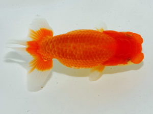 瀬戸内愛蘭会　東大関　豆崎　司　赤穂