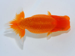 瀬戸内愛蘭会 東勧進元　宮川友利　鳥取