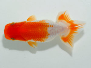 瀬戸内愛蘭会 西勧進元　村上春朝　福山