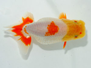 瀬戸内愛蘭会 行司一　杉本貴史　赤穂