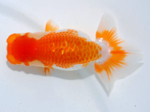 瀬戸内愛蘭会 行司二　鈴木ミカ　倉敷