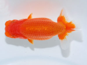 瀬戸内愛蘭会 行司三　澤原利己　岡山