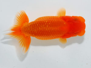 瀬戸内愛蘭会 東脇行司　宮川友利　鳥取