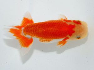 瀬戸内愛蘭会 西脇行司　東　隆廣　岡山