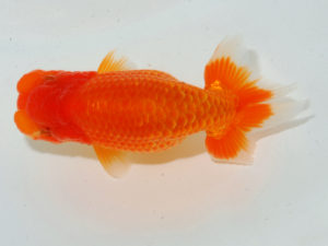 瀬戸内愛蘭会　西大関　岩下孝広　尾道