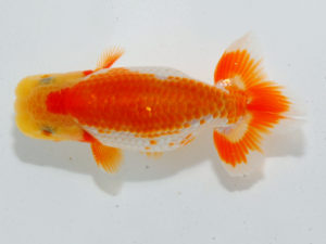 瀬戸内愛蘭会　立行司　馬場伸幸　赤穂