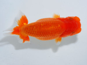 瀬戸内愛蘭会　東取締　澤原利己　岡山