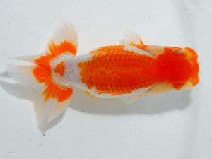 瀬戸内愛蘭会　西取締　東　隆廣　岡山