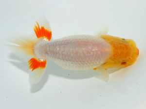 瀬戸内愛蘭会 東関脇　藤原　繁　福山