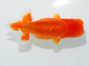 瀬戸内愛蘭会 西関脇　朝日秀明　赤穂