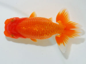 瀬戸内愛蘭会 東小結　岩下孝広　尾道