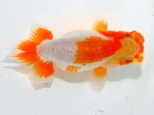 瀬戸内愛蘭会 西小結　森田智洋　福山