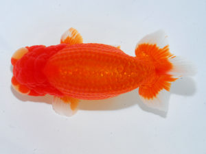 瀬戸内愛蘭会　東大関　中島健一郎　倉敷