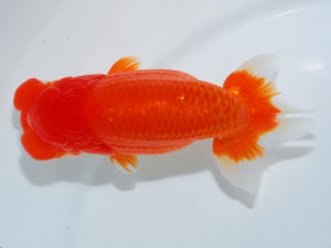 瀬戸内愛蘭会　立行司　藤原　繁　福山