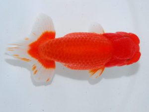 瀬戸内愛蘭会　東取締　鈴木ミカ　倉敷