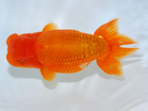 瀬戸内愛蘭会　西取締　中野志郎　神戸