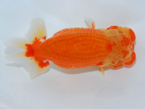 瀬戸内愛蘭会　東大関　中島健一郎　倉敷