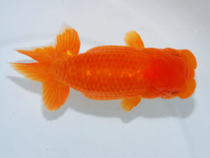 瀬戸内愛蘭会　西大関　鈴木ミカ　倉敷