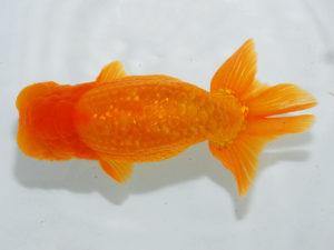 瀬戸内愛蘭会　立行司　中野志郎　神戸