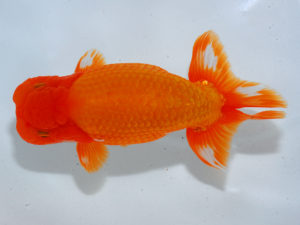 瀬戸内愛蘭会　東取締　中野志郎　神戸