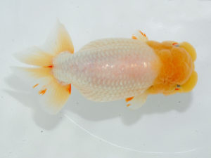 瀬戸内愛蘭会　西取締　岩下孝広　尾道