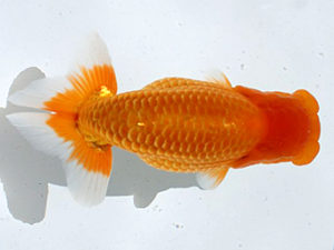 讃岐らんちゅう愛好会　東大関　岩田良二（愛媛）