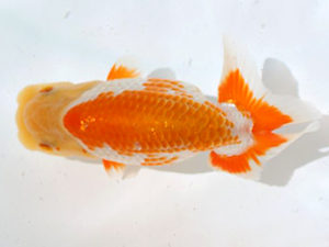 讃岐らんちゅう愛好会　西大関　南堀満良（香川）