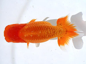 讃岐らんちゅう愛好会　立行司　野口隆朗（香川）