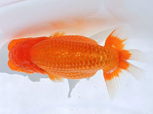 讃岐らんちゅう愛好会　東取締　石川佳二（愛媛）