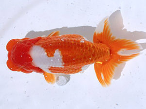 讃岐らんちゅう愛好会　東大関　谷澤清隆（香川）