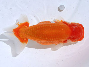 讃岐らんちゅう愛好会　西大関　髙野宮　章（愛媛）