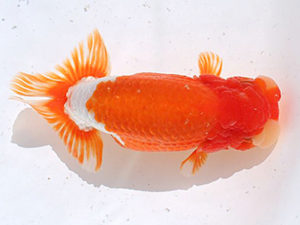 讃岐らんちゅう愛好会　立行司　寒川秀春（香川）