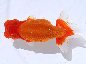 讃岐らんちゅう愛好会　東取締　田中　勉（香川）