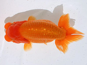 讃岐らんちゅう愛好会　西取締　谷澤清隆（香川）