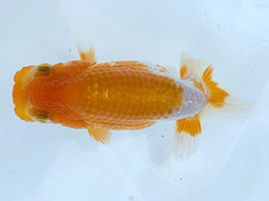 湘南らんちゅう会　研究会　2位　竹之内博幸