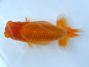 湘南らんちゅう会　第一回研究会　3位　上田厚史