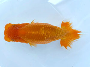 湘南らんちゅう会　研究会　4位　三橋真美