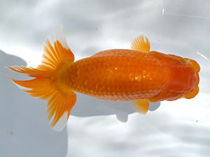 湘南らんちゅう会　研究会　5位　荒井宣裕