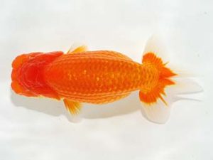 駿河らんちゅう会品評大会 東大関 村田祐則 神奈川 駿河らんちゅう会品評大会 東大関 村田祐則 神奈川