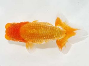 駿河らんちゅう会品評大会 東勧進元 山本裕巳 函南 駿河らんちゅう会品評大会 東勧進元 山本裕巳 函南