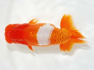 駿河らんちゅう会品評大会 西勧進元 佐野英三 富士 駿河らんちゅう会品評大会 西勧進元 佐野英三 富士