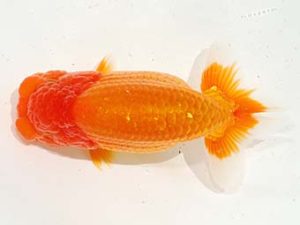 駿河らんちゅう会品評大会 行司二 酒巻 豊 小山 駿河らんちゅう会品評大会 行司二 酒巻 豊 小山