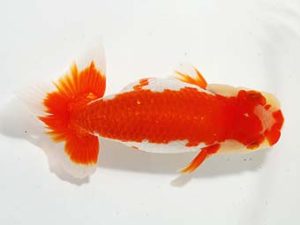 駿河らんちゅう会品評大会 行司三 青木和久 清水 駿河らんちゅう会品評大会 行司三 青木和久 清水